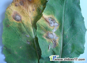 油菜黑斑病|圖片|特征|防治方法