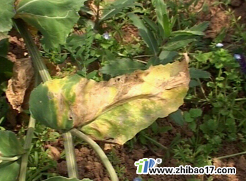 油菜病毒病|圖片|特征|防治方法