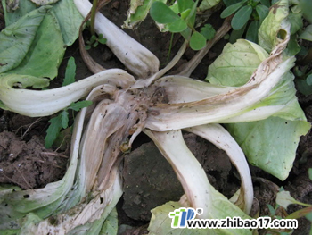 油菜軟腐病|圖片|特征|防治方法
