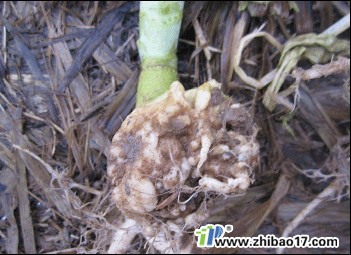 油菜根腫病|圖片|特征|防治方法