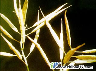 油菜花而不實(shí)病|圖片|特征|防治方法