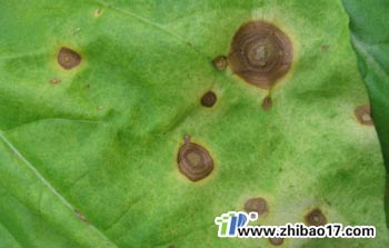 煙草赤星病|圖片|特征|防治方法