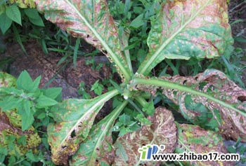 煙草野火病|圖片|特征|防治方法