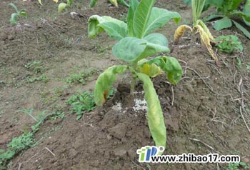 煙草根黑腐病|圖片|特征|防治方法