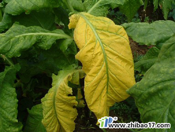 煙草青枯病|圖片|特征|防治方法