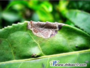 茶云紋葉枯病|圖片|特征|防治方法