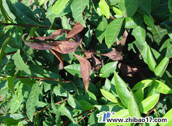 茶胴枯病|圖片|特征|防治方法