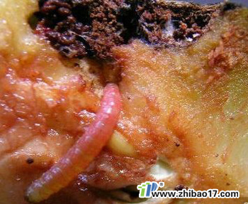 桃小食心蟲|圖片|特征|防治方法