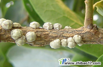 棗龜蠟蚧|圖片|特征|防治方法