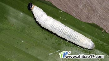 香蕉弄蝶|圖片|特征|防治方法