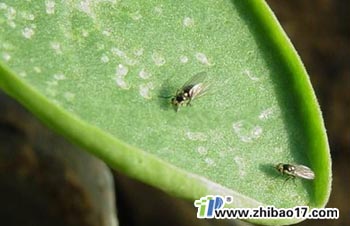 美洲斑潛蠅|圖片|特征|防治方法