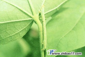 大豆造橋蟲|圖片|特征|防治方法