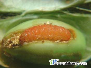 大豆食心蟲|圖片|特征|防治方法