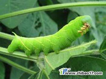 豆天蛾|圖片|特征|防治方法