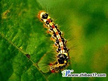大豆毒蛾|圖片|特征|防治方法