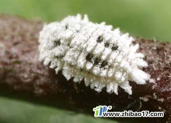 棉花粉蚧|圖片|特征|防治方法