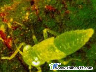 棉葉蟬|圖片|特征|防治方法
