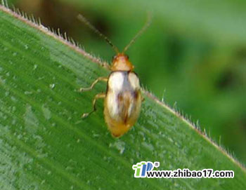 雙斑螢葉甲|圖片|特征|防治方法