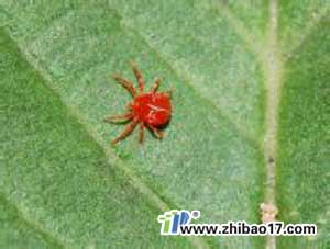 棉葉螨|圖片|特征|防治方法