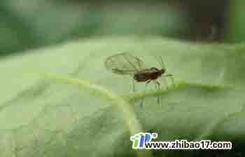 桃蚜|圖片|特征|防治方法