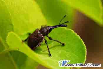 梨象甲|圖片|特征|防治方法