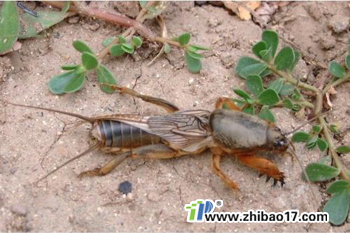 螻蛄|圖片|特征|防治方法