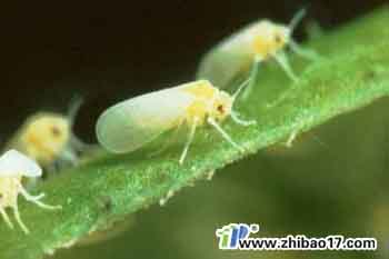 煙粉虱|圖片|特征|防治方法