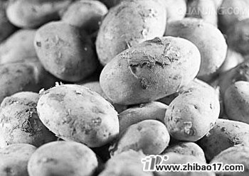 馬鈴薯黑痣病|圖片|特征|防治方法