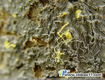 蘋果樹腐爛病|圖片|特征|防治方法