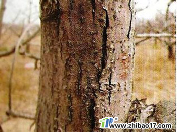 蘋果樹干腐病|圖片|特征|防治方法