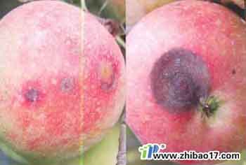 蘋果炭疽病|圖片|特征|防治方法