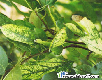 蘋果花葉病|圖片|特征|防治方法