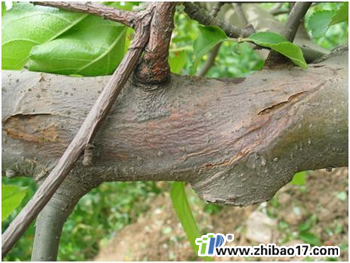 蘋果樹干枯病|圖片|特征|防治方法