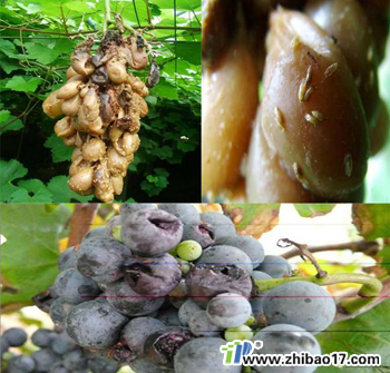 葡萄酸腐病|圖片|特征|防治方法