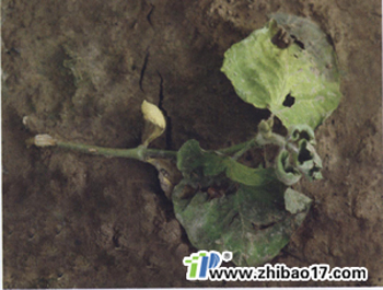 大豆立枯病|圖片|特征|防治方法